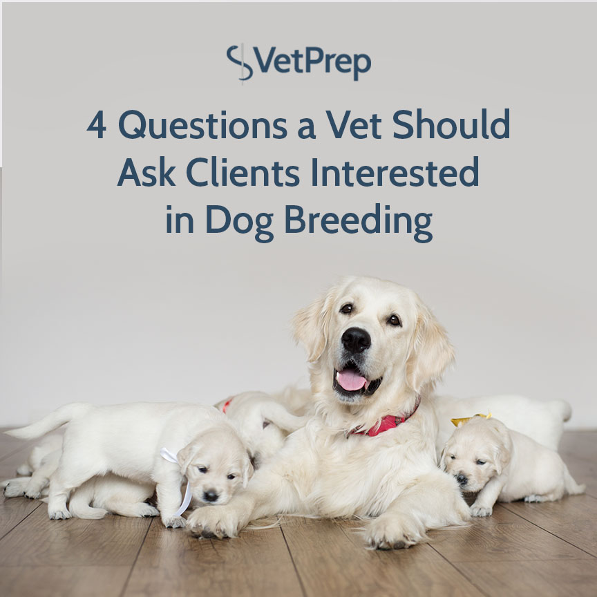 4 Dog Breeding Questions a Vet Should Ask Clients